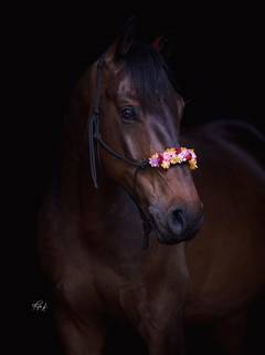 Shootinghalfter, Pferd mit Blütenhalfter