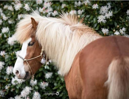 Pferd mit Halfter