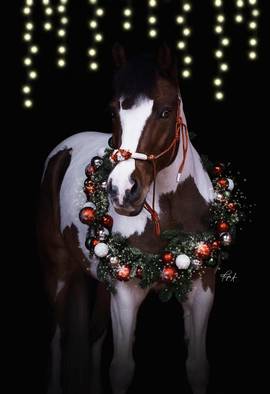 Weihnachtliches Blütenhalfter, Weihnachtshalfter Pferde, Christmas Collection
